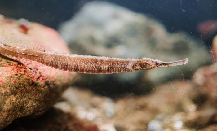 A greater pipefish streatching our from a rock as if it is posing for the camera.